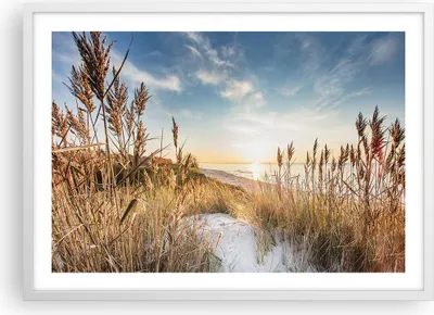 Produktbild von Gerahmtes Poster - Weißer Rahmen - Ähren Küste Sonne - 70x50 cm - Wand Bild - Wanddeko - Wandbilder - Kunstposter - Wandposter - Bilderrahmen - Bilder - Kunstdruck - Wanddekoration - P2WAA70x50-4653
