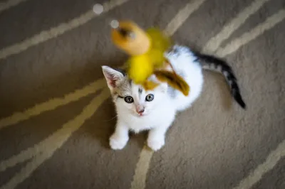 Produktbild von Akinu Angelrute für Katzen mit Federn Set I.