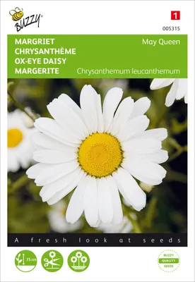 Artikelbild 2 von 'Margerite May Queen' aus der Kategorie Margeritensamen