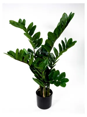 Produktbild von Zamioculcas Zamiifolia / Glücksfeder 72cm Kunstpflanze