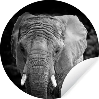 Produktbild von MuchoWow® Runde Wandtattoo - Wandsticker Tapete Aufkleber Elefant - Afrika - Schwarz - Weiß Ø 50 cm Selbstklebend und Repositionierbar - Wandaufkleber - Kreis - Wand Kreis - Wand Bild - Foto Tapete - Selbstklebende - Wohnzimmerdekoration - Wand Dekoration - Kinderzimmer