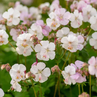 Image de Bloomique - Lot de 3 - Géranium cantabrigiense Biokovo - Géranium rosat - Fleurs blanc-rose - Résistant à l'hiver - Hauteur 10-20 cm - Pot 9x9 cm