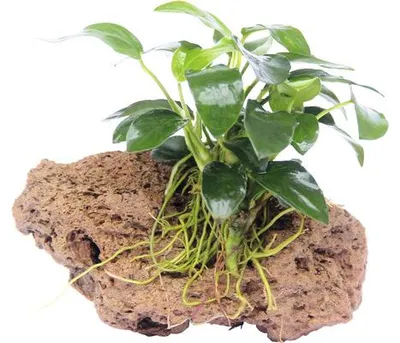 Produktbild von Bonsai Speerblatt Stein - Anubias nana Bonsai ca. 9 x 7 x 7 cm