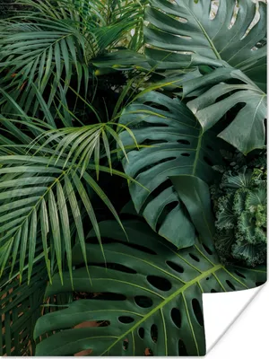 Produktbild von MuchoWow® Poster Pflanzen - Dschungel - Blätter - Tropisch 120x160 cm - Wandbilder