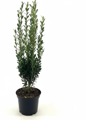 Produktbild von Ilex crenata 'Fastigiata', Japanische Stechpalme, immergrün, 30–40 cm