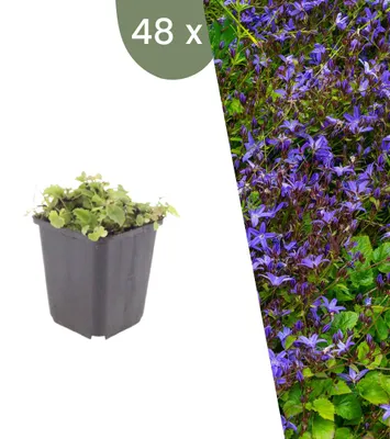 Produktbild von Plants by Frank | 48 Hängepolster-Glockenblume Pflanzen | Campanula Poscharskyana | Bodendecker | Winterhart | Mehrjährig | Gartenpflanzen