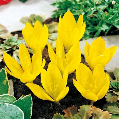 Zdjęcie produktu dla Zimowit Jesienny żółty Sternbergia 1 szt Colchicum Cebulki Cebule Kwiatowe