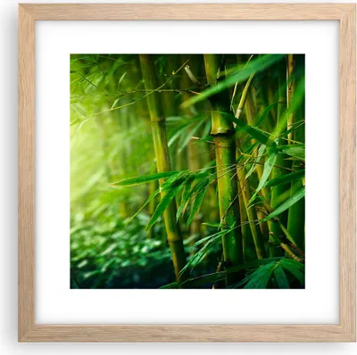 Produktbild von Gerahmtes Poster - Rahmen in heller Eiche - Bambus Pflanze - 30x30 cm - Wand Bild - Wanddeko - Wandbilder - Kunstposter - Wandposter - Bilderrahmen - Bilder - Kunstdruck - Wandbild - P2NAC30x30-3558
