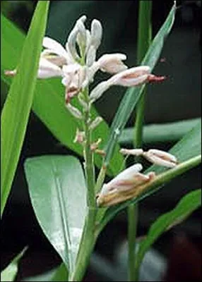 Produktbild von Tropica Kräuter - Kardamom