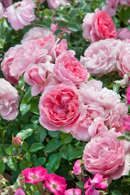 Produktbild von Rosa 'Rosenfee', Edelrose, rosa, 5-7,5 Liter Container