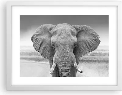 Produktbild von Gerahmtes Poster - Weißer Rahmen - Elefant Afrika Tier - 40x30 cm - Wand Bild - Wanddeko - Wandbilder - Kunstposter - Wandposter - Bilderrahmen - Bilder - Kunstdruck - Wanddekoration - P2WAA40x30-5072
