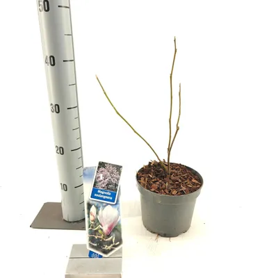 Obrázok produktu pre Magnolia soulangeana – tulipánová magnólia | 40–50 cm v črepníku