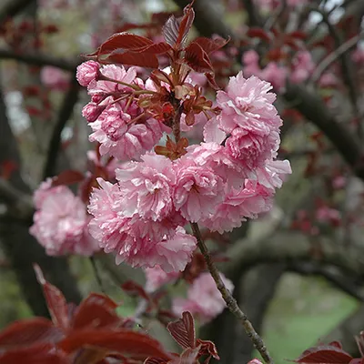 Produktbild von Japanische Nelkenkirsche  - Prunus serrulata 'Royal Burgundy'  | 60-80 cm im Container
