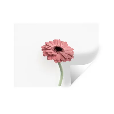 Produktbild von MuchoWow® Wandtattoo Wandsticker Wandaufkleber Blumen - Rosa - Natur - Weiß - Pflanze 160x120 cm Selbstklebend und Repositionierbar - Selbstklebend - Fototapeten