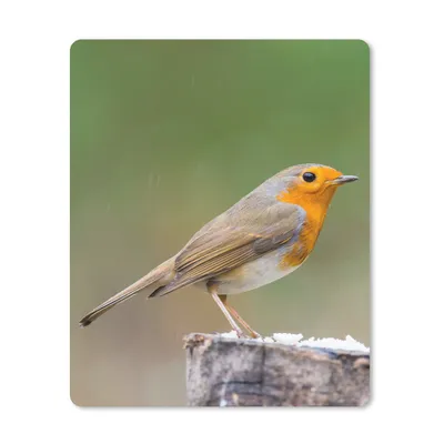 Produktbild von MuchoWow® Mauspad Mousepad Tiere - Vogel - Rotkehlchen 30x40 cm - Mousepads - Maus Mat - Pad - Mausunterlage - Mausmatten