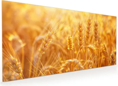 Produktbild von Küchenrückwand Spritzschutz Glas mit Motiv Weizenfeld Sonnenuntergang 40 x 40 cm