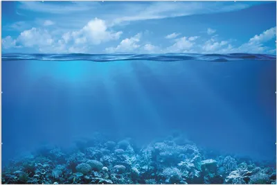 Produktbild von Wallario Wandbild Unterwasserwelt Meer, Größe: 61 x 91,5 cm, Poster mit rahmenlosen Bildhalter