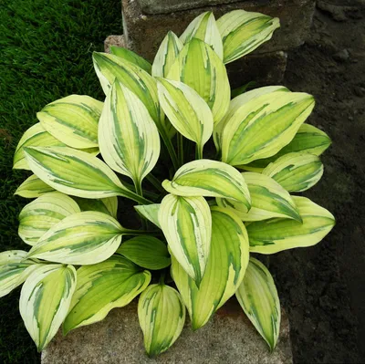 Produktbild von Funkie Hosta Knolle Zierblätter Funkie Herzblattlilie Captain's Adventure 1