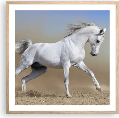 Produktbild von Gerahmtes Poster - Rahmen in heller Eiche - Pferd weiß Tier - 60x60 cm - Wand Bild - Wanddeko - Wandbilder - Kunstposter - Wandposter - Bilderrahmen - Bilder - Kunstdruck - Wandbild - P2NAC60x60-0167