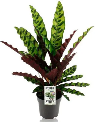 Immagine prodotto di Calathea Lancifolia Insignis - Pianta tropicale da appartamento