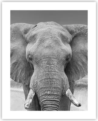 Produktbild von Poster - Poster ohne Rahmen - Elefant Afrika Tier - 40x50 cm - Wand Bild - Wanddeko - Wandbilder - Kunstposter - Wandposter - Bilder - Kunstdruck - Wanddekoration - Wandbild - P2XPA40x50-5072