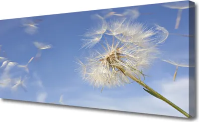 Produktbild von Tulup Leinwand-Bilder 125x50 Wandbild Canvas Kunstdruck Pusteblume Pflanzen