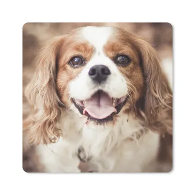 Produktbild von MuchoWow® Mauspad Mousepad Cavalier King Charles Spaniel im Herbst 20x20 cm - Mousepads - Maus Mat - Pad - Mausunterlage - Desk Mat - Bureauartikeln