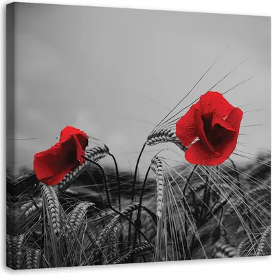Produktbild von Leinwandbild rote mohnblumen und getreide 50x50 cm Feeby rot wandbild bereit zum aufhängen