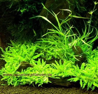 Produktbild von Nano 3 - Wasserpflanzen Set für Nanoaquarium 30 l