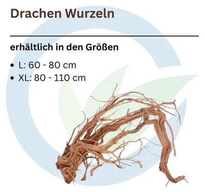 Produktbild von Drachen Wurzel L 60-80 cm