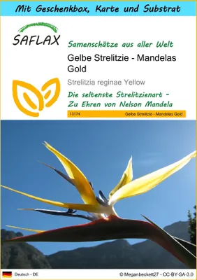 Produktbild von SAFLAX Geschenk Set - Gelbe Strelitzie - Mandelas Gold - Strelitzia reginae Yellow - 4 Samen - Mit Geschenkbox, Versandaufkleber, Geschenkkarte und Anzuchtsubstrat