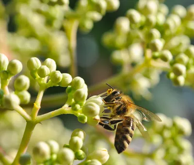 Produktbild von Bienenbaum / Tausendblütenstrauch- Euodia hupehensis - 60-80cm im 3Liter Topf