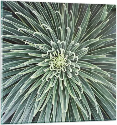 Produktbild von Bilder auf glas - Einteilig - Agave Grün Pflanze - 70x70cm - Glasbilder - Wandbilder - Bilder - zum Aufhängen bereit - Wanddekoration aus Glas - Glas Bilder - Wandbild auf Glas - GAC70x70-4905