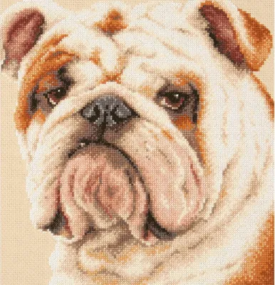 Produktbild von Magic Needle Zweigart Edition Kreuzstich Set "Bulldogge ", Zählmuster, 25x25cm
