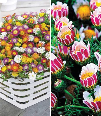 Produktbild von BALDUR Garten 7er Blühende-Bodendecker-Kollektion, Pflanzen im 9x9 cm-Topf, 5 Pflanzen Eisblumen Delosperma congestum & 2 Pflanzen Ringkörbchen Anacyclus depressus, winterharte Stauden, blühend