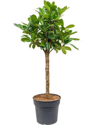 Obrázek produktu pro Nieuwkoop Europe BV Ficus cyathistipula, průměr 30 cm