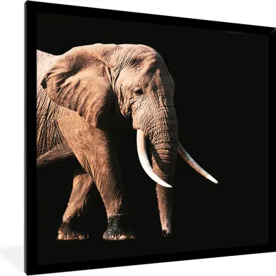 Produktbild von MuchoWow® MuchoWow® Gerahmtes Poster Elefant - Zähne - Tiere 40x40 cm - Poster mit zchwarzem Bilderrahmen - Mit Rahmen - Wanddekoration Schlafzimmer
