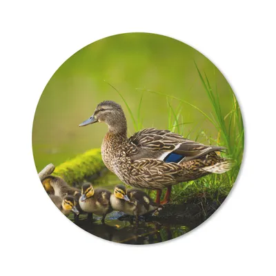 Produktbild von MuchoWow® Mauspad Mousepad Ente - Vögel - Wasser - Zweig - Moos 50x50 cm - Mousepads - Maus Mat - Pad - Mausunterlage - Vinyl