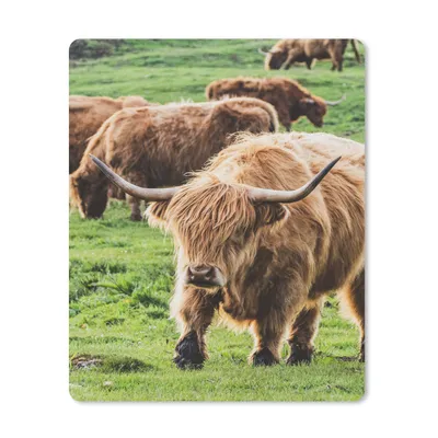 Produktbild von MuchoWow® Mauspad Mousepad Schottischer Hochländer - Kühe - Gras 30x40 cm - Mousepads - Maus Mat - Pad - Mausunterlage - Mausmatten
