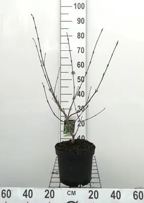 Zdjęcie produktu dla Viburnum carlesii 'Aurora' - Snowball 50- 60 cm - Pojemnik