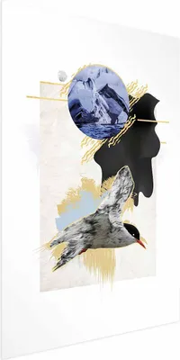 Produktbild von Posterpapier Poster - Antarctic Tern 60x90 cm Tiere g-A-0164-ao-a