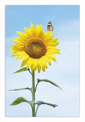 Produktbild von Wallario Wandbild Sonnenblume mit Schmetterling, Größe: 61 x 91,5 cm, Poster mit rahmenlosen Bildhalter