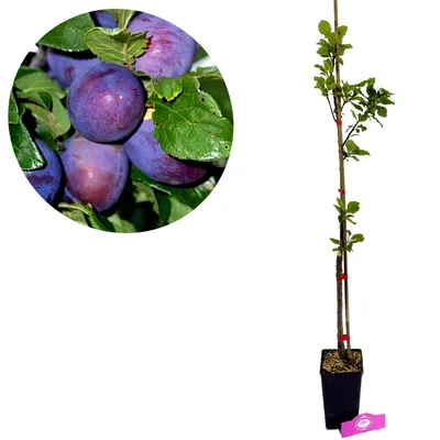 A plum tree sapling in a pot, with a close-up inset of ripe plums on a branch.