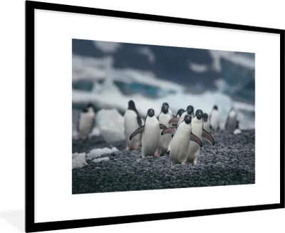 Produktbild von MuchoWow® MuchoWow® Gerahmtes Poster Adeliepinguine am Strand 90x60 cm - Poster mit zchwarzem Bilderrahmen - Wanddekoration - Fotos