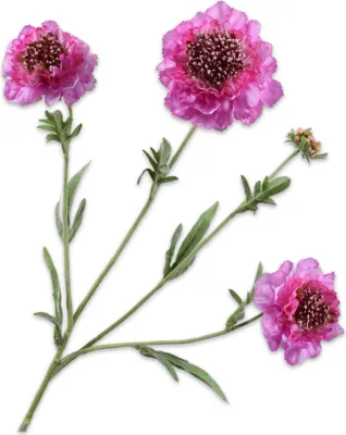 Produktbild von Silk-ka Künstliche Blume – Seidenblumen, Scabiosa-Zweig, Flieder-Rosa, 80 cm