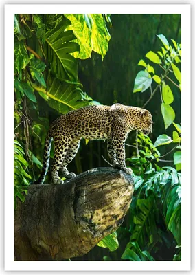 Produktbild von Poster - Poster ohne Rahmen - Dschungel Leopard Panther - 70x100 cm - Wand Bild - Wanddeko - Wandbilder - Kunstposter - Wandposter - Bilder - Kunstdruck - Wanddekoration - Wandbild - P2XPA70x100-4502