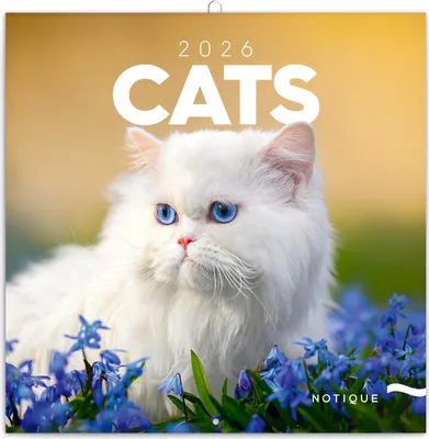 Produktbild von Notique Broschürenkalender Katzen 2026, 30 x 30 cm