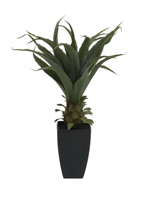 Produktbild von EUROPALMS Agave im Topf, 75cm