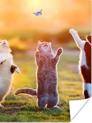 Produktbild von MuchoWow® Poster Katzen - Schmetterling - Sonnenuntergang - Gras - Natur 90x120 cm - Wohnzimmer