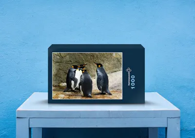 Produktbild von hansepuzzle 36340 - König pinguin Puzzle, 1000 Teile, Tierwelt, 60,0 x 46,0cm mit hochwertiger Aufbewahrung, Kartonbox & Beutel